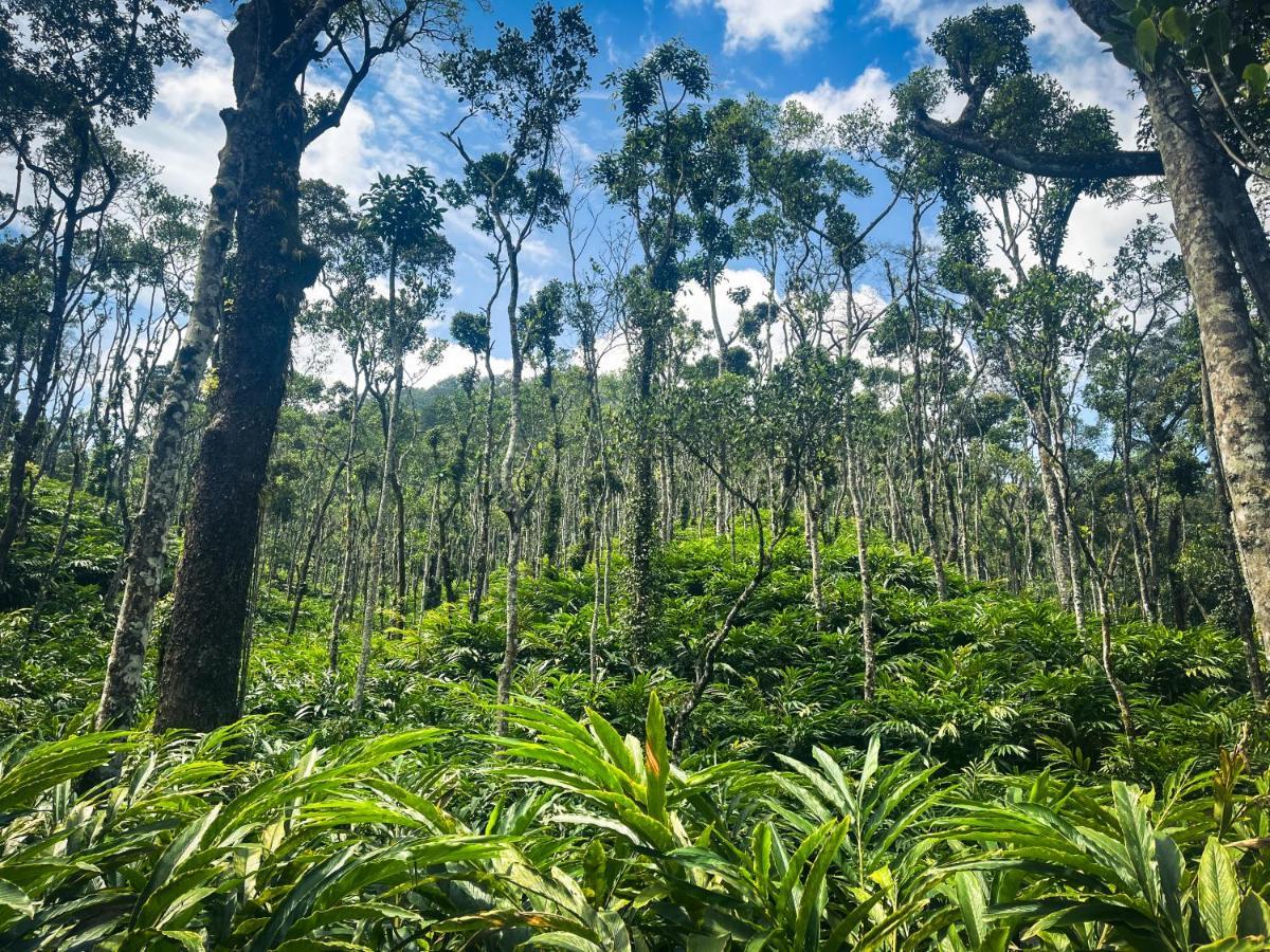 Mystic Mayapott, Thekkady Eksteriør bilde